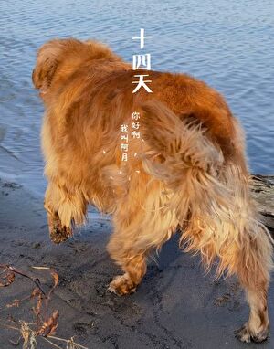 十四天