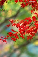 边崖月文集