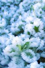 滨雪千秋文集