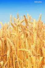白音格力文集