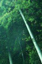 布衣渔夫文集