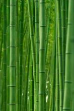 冰河狼人文集