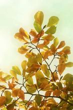 茶花冢文集