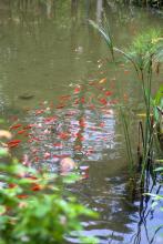 大禹治水文集