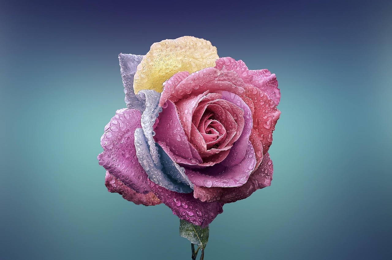 FLOWER FLOWER